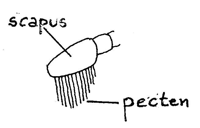 Scapus of Bedellia somnulentella (hairs of vertex removed, Bedelliidae)